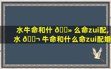 水牛命和什 🌻 么命zui
配,水 🐬 牛命和什么命zui
配婚姻